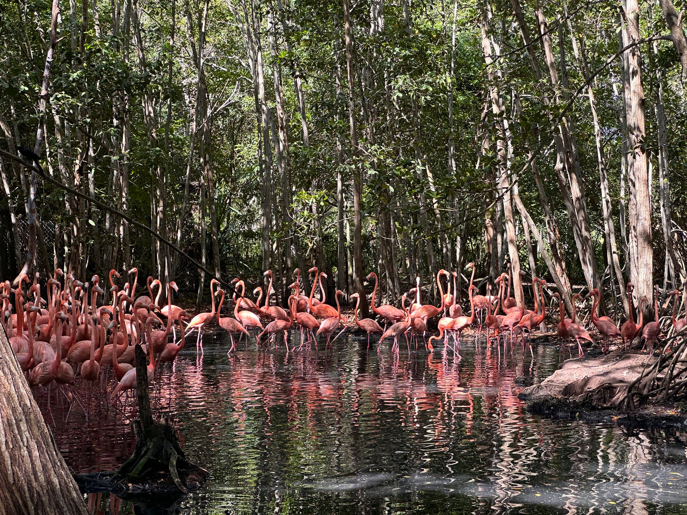 Cartagena Aviary