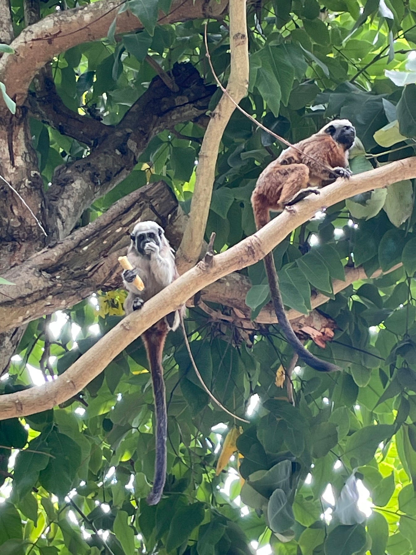 Parque del Centenario