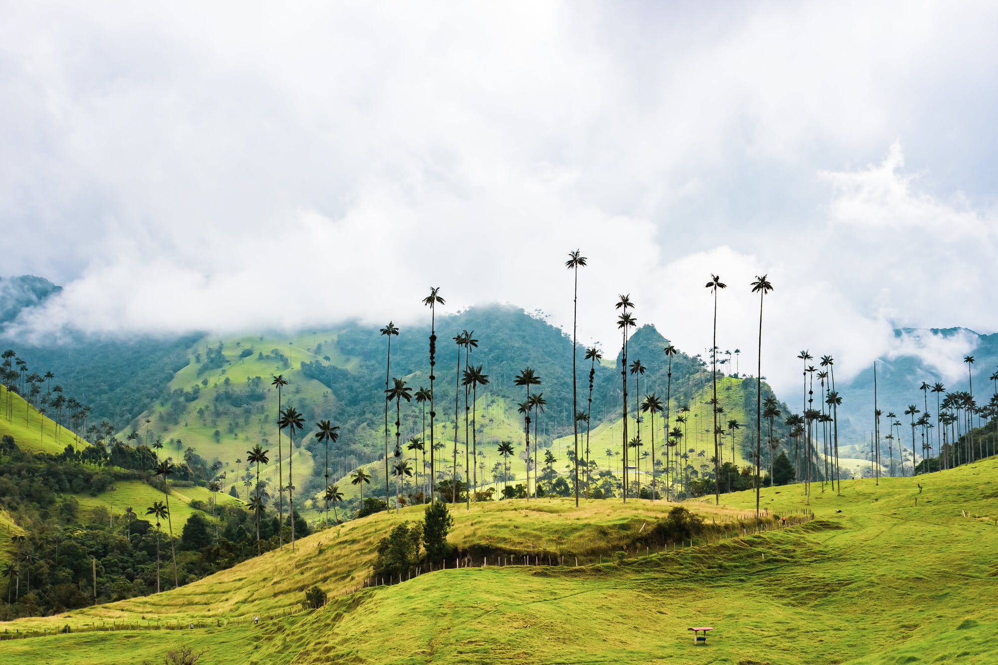 The rolling green mountains of Colombia which are a perfect climate for growing Chocolate